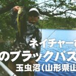 春のブラックバス釣り～玉虫沼（山形県山辺町）