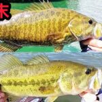【桧原湖バス釣り】６月末の桧原湖釣果！