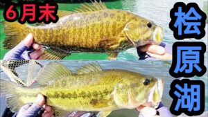 【桧原湖バス釣り】６月末の桧原湖釣果！