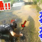 自宅に作った川に入れる魚をガサガサで捕まえようとしてみたら・・・！？