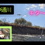 【２０２５年７月２６日　メッカ神通川鮎釣り。今年もやってキターーーー】