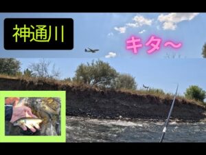 【2025年7月26日 メッカ神通川鮎釣り。今年もやってキターーーー】