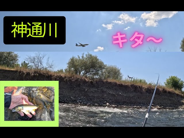 【２０２５年７月２６日　メッカ神通川鮎釣り。今年もやってキターーーー】