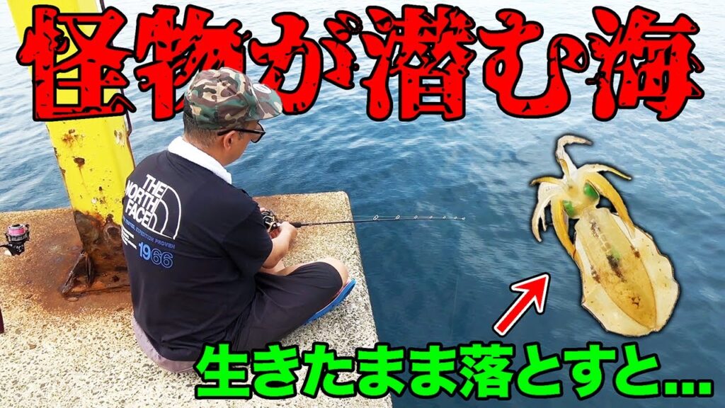 生きたアオリイカを海に落とすとまさかの…【離島の夏休み】