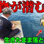 生きたアオリイカを海に落とすとまさかの…【離島の夏休み】