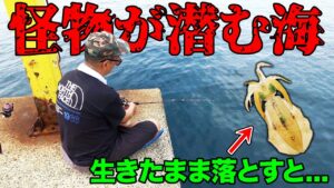生きたアオリイカを海に落とすとまさかの…【離島の夏休み】