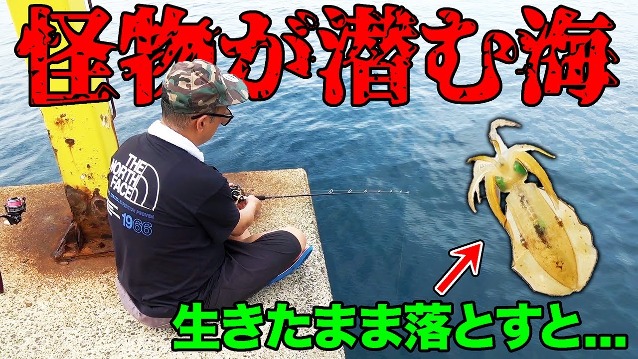 生きたアオリイカを海に落とすとまさかの…【離島の夏休み】