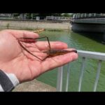 【バス釣り】 デスミヶ浦にこれ投入！ おかっぱり　霞ヶ浦