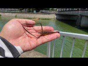 【バス釣り】 デスミヶ浦にこれ投入！ おかっぱり　霞ヶ浦