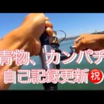 【浜名湖】海釣り公園 青物 回遊魚 カンパチ サビキ 泳がせ ベイト無限 記録更新 引きが違う