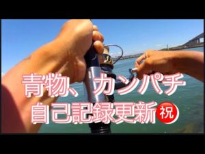 【浜名湖】海釣り公園 青物 回遊魚 カンパチ サビキ 泳がせ ベイト無限 記録更新 引きが違う