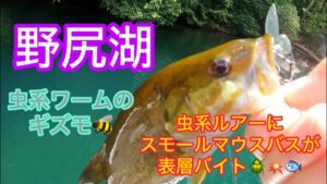 【野尻湖】毎年恒例のスモール遠征！虫系ルアーにスモールマウスバスが表層バイト☆
