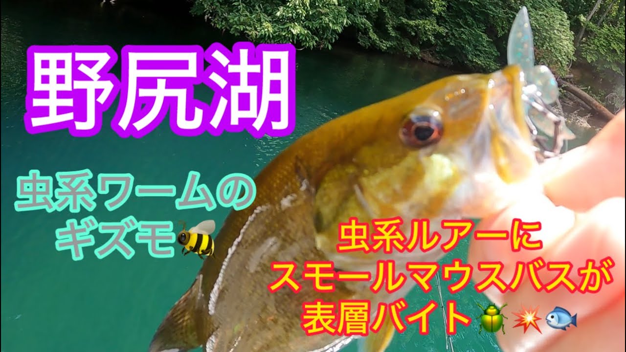 【野尻湖】毎年恒例のスモール遠征!虫系ルアーにスモールマウスバスが表層バイト☆