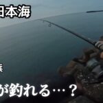 東北日本海でこの時期にルアーで釣れる魚は…？