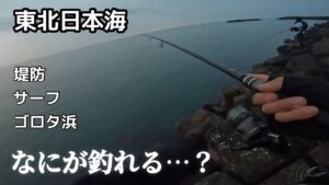 東北日本海でこの時期にルアーで釣れる魚は…?