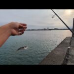 直近浜名湖爆釣とは言えリアルなこんな日も…【浜名湖サビキ釣り】🎣