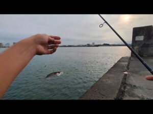 直近浜名湖爆釣とは言えリアルなこんな日も…【浜名湖サビキ釣り】🎣