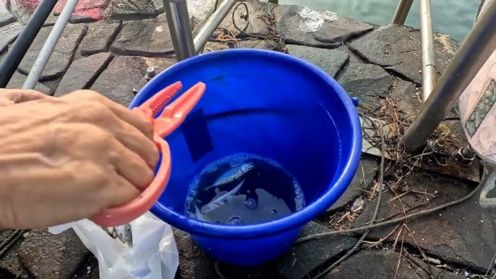 湖西市の海釣公園　サビキ釣り好調