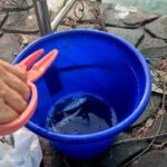 湖西市の海釣公園　サビキ釣り好調