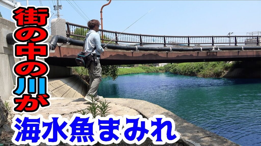街なかの川がいろんな海水魚まみれになっていた！！