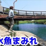 街なかの川がいろんな海水魚まみれになっていた！！