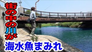 街なかの川がいろんな海水魚まみれになっていた!!