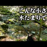 源流の水が尽きる寸前、小さな水たまりに“あの魚”が？【渓流釣り】