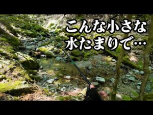 源流の水が尽きる寸前、小さな水たまりに“あの魚”が？【渓流釣り】