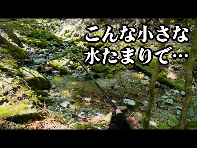源流の水が尽きる寸前、小さな水たまりに“あの魚”が?【渓流釣り】