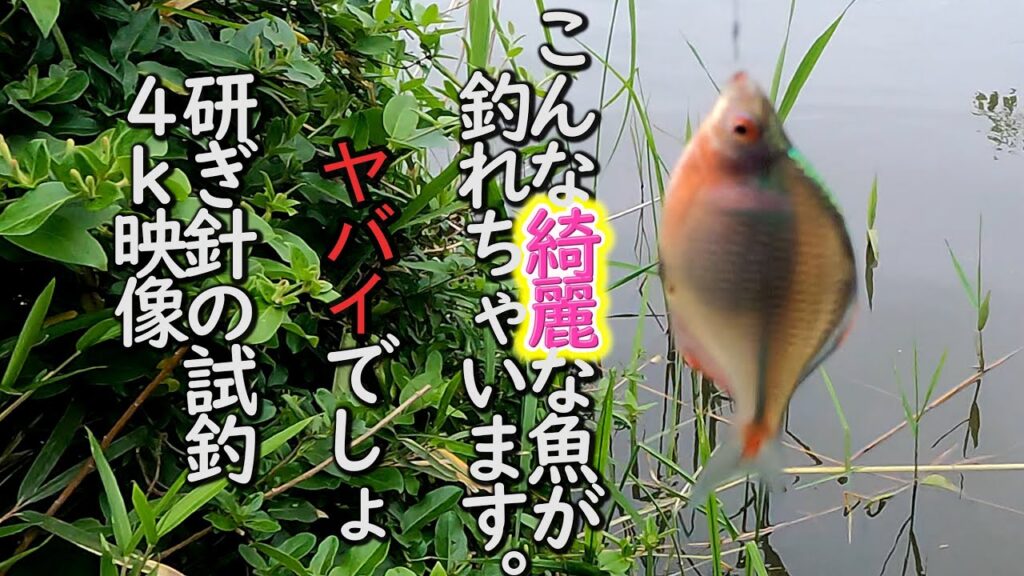 【タナゴ釣り】手賀沼水系春の釣行、新アングル撮影での砥ぎ針（カエシ研ぎ）の試釣してみた。