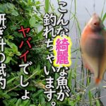 【タナゴ釣り】手賀沼水系春の釣行、新アングル撮影での砥ぎ針（カエシ研ぎ）の試釣してみた。