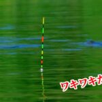 【九頭竜沼】ヒゲトロセットで挑むへらぶな釣り！