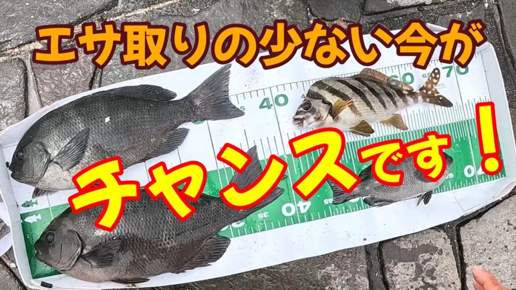 【浜名湖　釣り】エサ取りの少ない今がチャンスです！