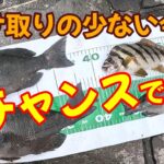 【浜名湖　釣り】エサ取りの少ない今がチャンスです！