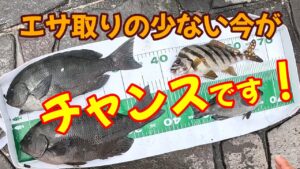 【浜名湖　釣り】エサ取りの少ない今がチャンスです！