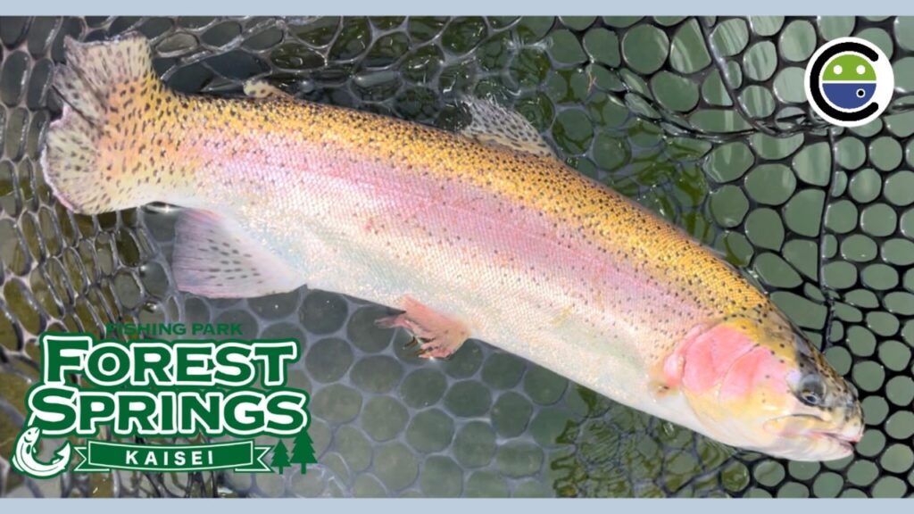 金色のデカマスゲット✨難関エリアにスプーンで挑む【エリアトラウト】【管理釣り場】【開成水辺フォレストスプリングス】