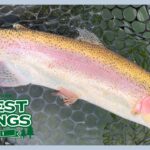 金色のデカマスゲット✨難関エリアにスプーンで挑む【エリアトラウト】【管理釣り場】【開成水辺フォレストスプリングス】