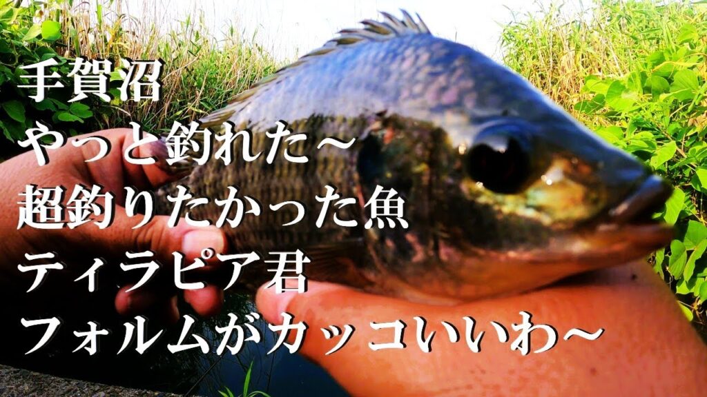 【手賀沼、ウキ釣り】【利根川＆荒川水系、バス釣り、コイ釣り、雷魚釣り、ナマズ釣り、フィシング、埼玉釣り、関東釣り、千葉釣り、ティラピア釣り、柏エリア】