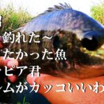 【手賀沼、ウキ釣り】【利根川＆荒川水系、バス釣り、コイ釣り、雷魚釣り、ナマズ釣り、フィシング、埼玉釣り、関東釣り、千葉釣り、ティラピア釣り、柏エリア】