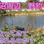 へら鮒　印旛沼周辺で野釣り　さて、へら鮒は釣れるのか？
