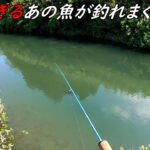 大物がうようよいる川が釣れ過ぎてヤバい