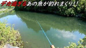 大物がうようよいる川が釣れ過ぎてヤバい