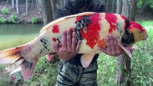 【錦鯉釣り】沼で体高と重さがエグい錦鯉を釣りました!