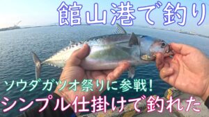 【海釣り】館山港のソウダガツオ祭りに参戦してきたらたくさん釣れた【夏の漁港】