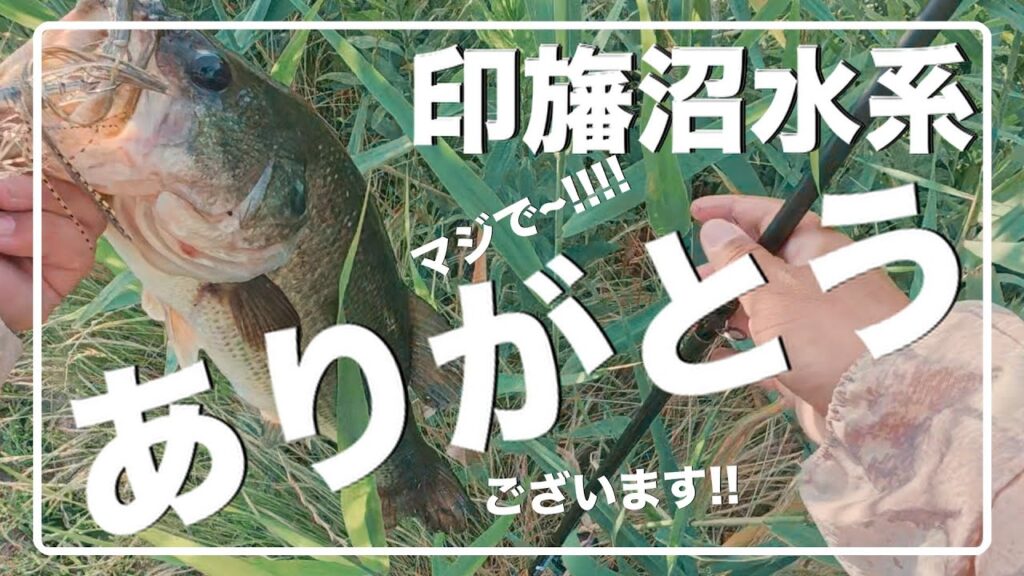 印旛に行ったら久々にバス釣りが楽しいと感じ過ぎた【印旛沼水系】