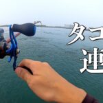 今年の浜名湖タコ釣りスゴいかもしれない