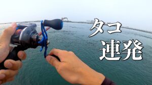 今年の浜名湖タコ釣りスゴいかもしれない