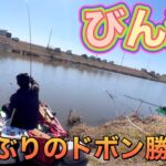 びん沼へらぶな釣り！激流の時はやっぱりドボン！たまにやると本当楽しいーなーww