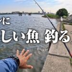 釣り経験0の人にもオススメしたい。簡単に美味しい魚を釣る釣り方を教えます。