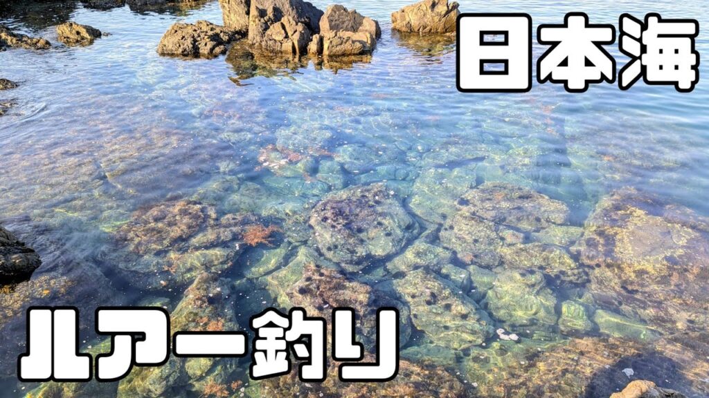 【福井】透明度100点の海で高級魚キジハタを釣りました！ロックフィッシュ&ライトショアジギング【アコウ/ガシラ/カサゴ/青物】